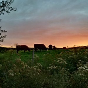 Un coucher de soleil sur la ferme