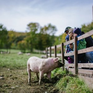 Découverte porcine