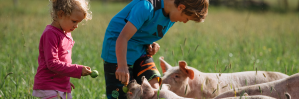 Nélian 10 ans et sa petite soeur Mérély 3 ans qui donnent des pommes aux porc