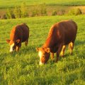 Des vaches se nourissant en fin de journée